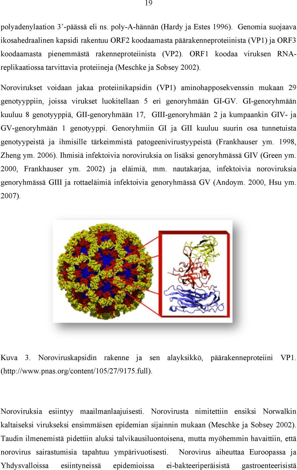 ORF1 koodaa viruksen RNAreplikaatiossa tarvittavia proteiineja (Meschke ja Sobsey 2002).