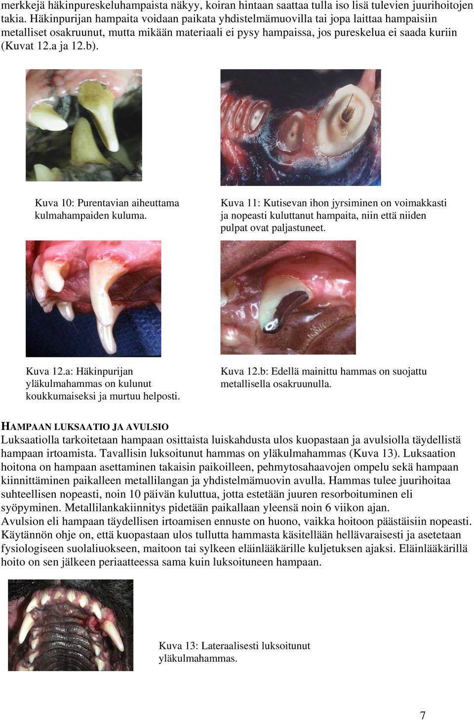 b). Kuva 10: Purentavian aiheuttama kulmahampaiden kuluma. Kuva 11: Kutisevan ihon jyrsiminen on voimakkasti ja nopeasti kuluttanut hampaita, niin että niiden pulpat ovat paljastuneet. Kuva 12.