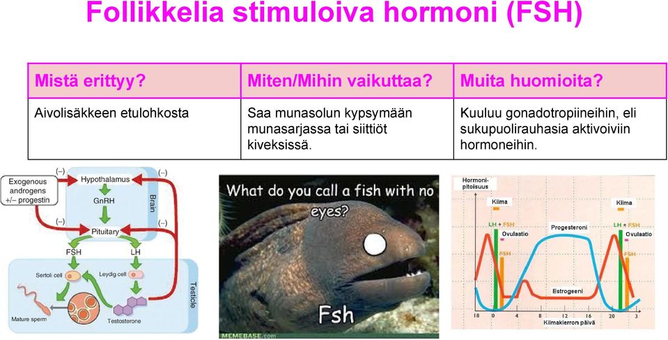 munasarjassa tai siittiöt kiveksissä.