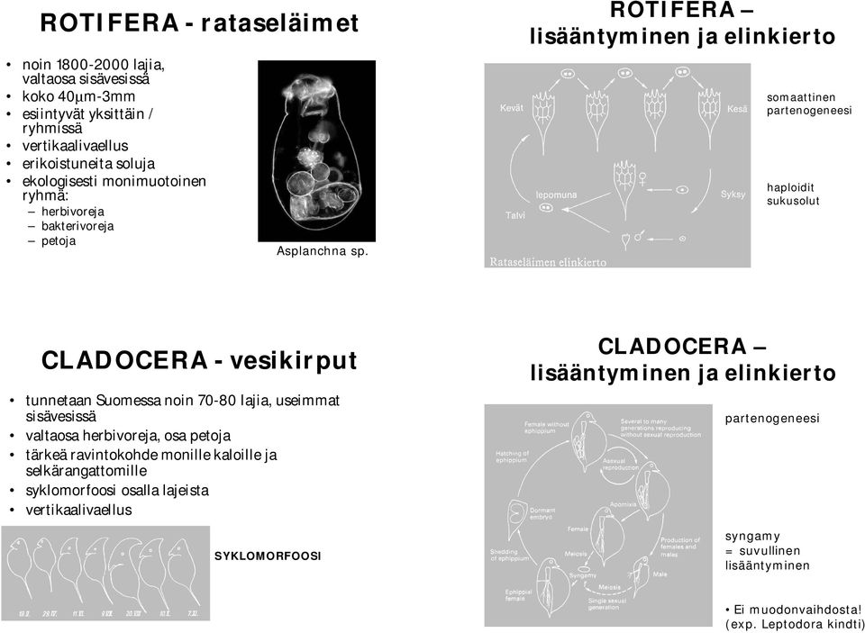 ROTIFERA lisääntyminen ja elinkierto somaattinen partenogeneesi haploidit sukusolut CLADOCERA - vesikirput tunnetaan Suomessa noin 70-80 lajia, useimmat sisävesissä