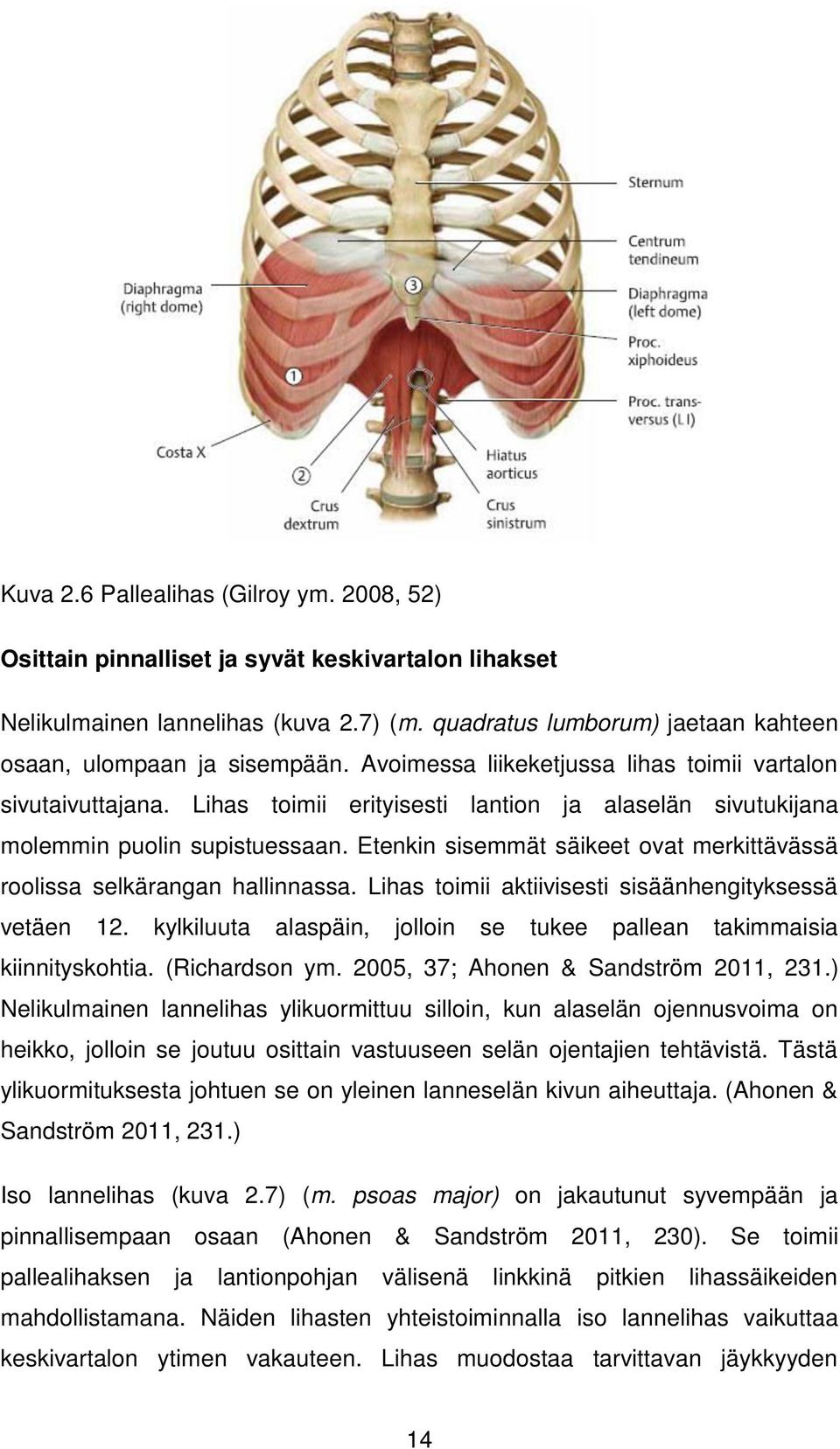 Lihas toimii erityisesti lantion ja alaselän sivutukijana molemmin puolin supistuessaan. Etenkin sisemmät säikeet ovat merkittävässä roolissa selkärangan hallinnassa.