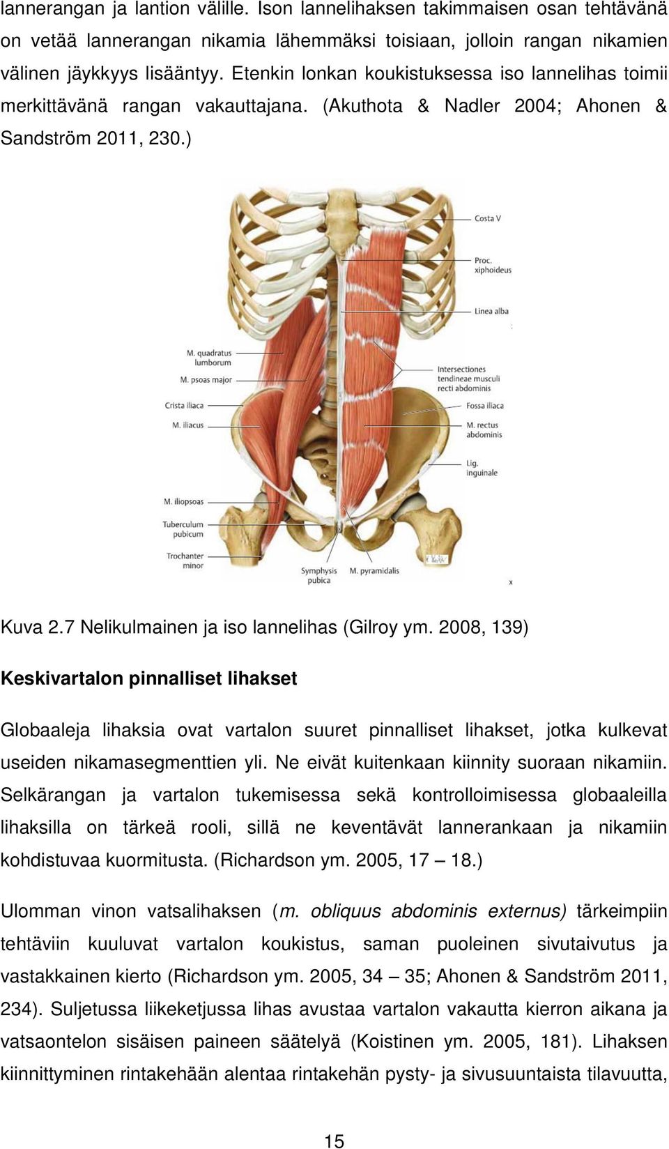 2008, 139) Keskivartalon pinnalliset lihakset Globaaleja lihaksia ovat vartalon suuret pinnalliset lihakset, jotka kulkevat useiden nikamasegmenttien yli.