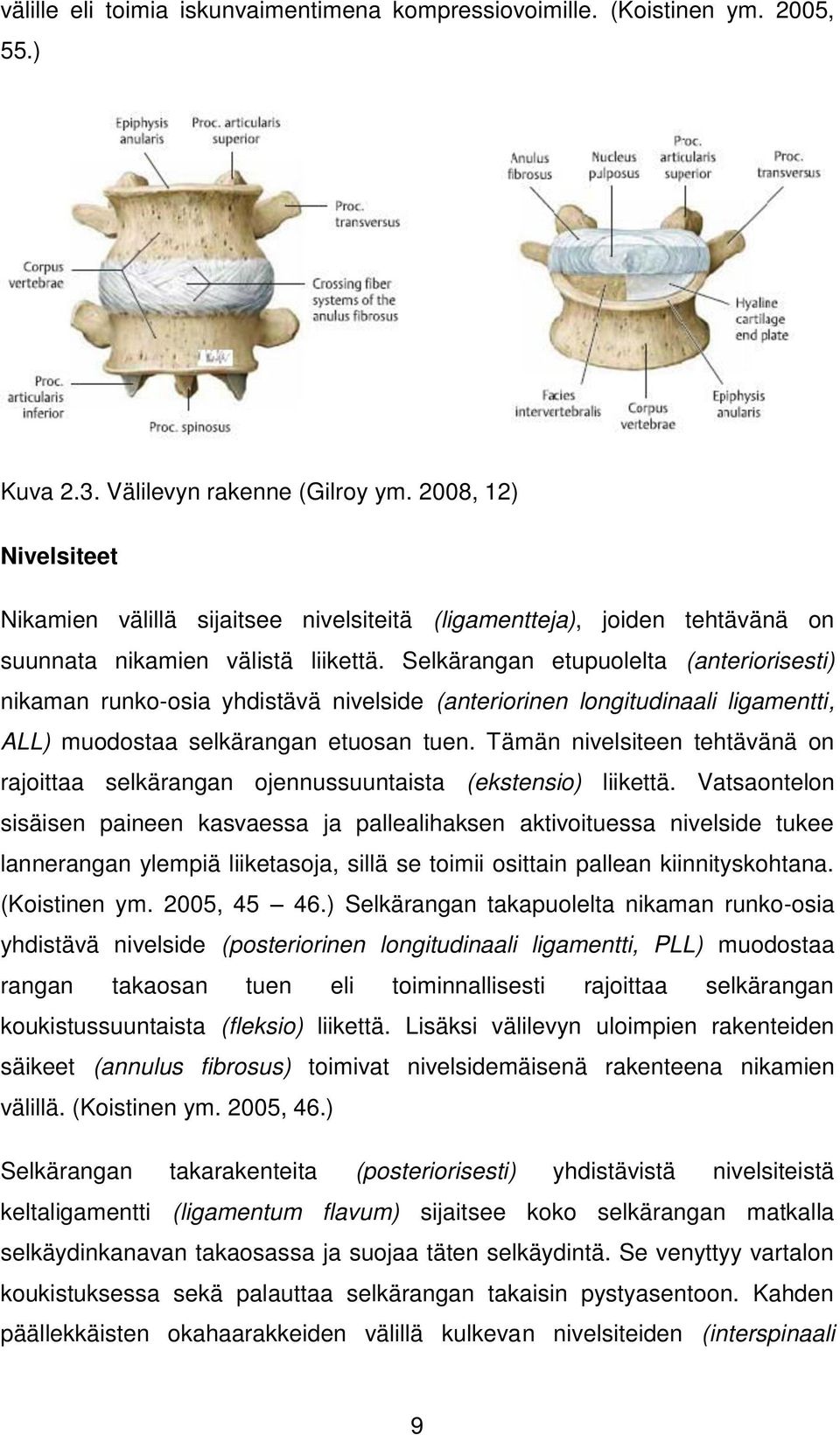 Selkärangan etupuolelta (anteriorisesti) nikaman runko-osia yhdistävä nivelside (anteriorinen longitudinaali ligamentti, ALL) muodostaa selkärangan etuosan tuen.