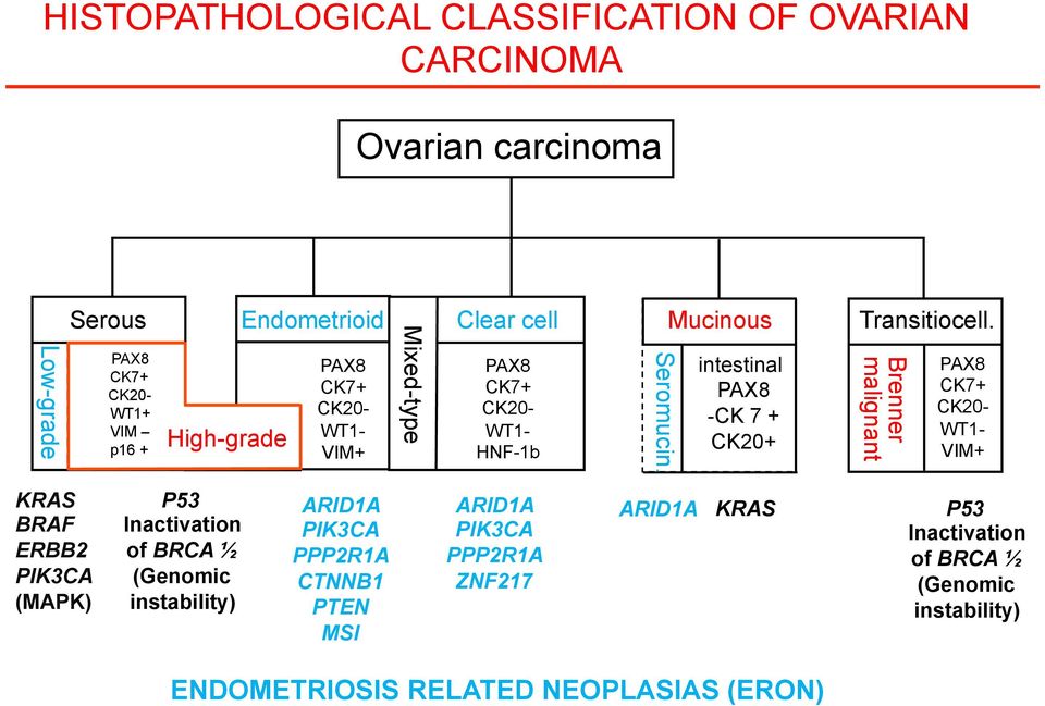 Brenner malignant PAX8 CK7+ CK20- WT1- VIM+ KRAS BRAF ERBB2 PIK3CA (MAPK) P53 Inactivation of BRCA ½ (Genomic instability) ARID1A PIK3CA