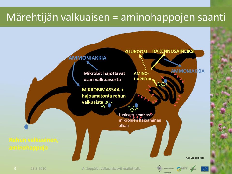 hajoamatonta rehun valkuaista AMINO- HAPPOJA AMMONIAKKIA