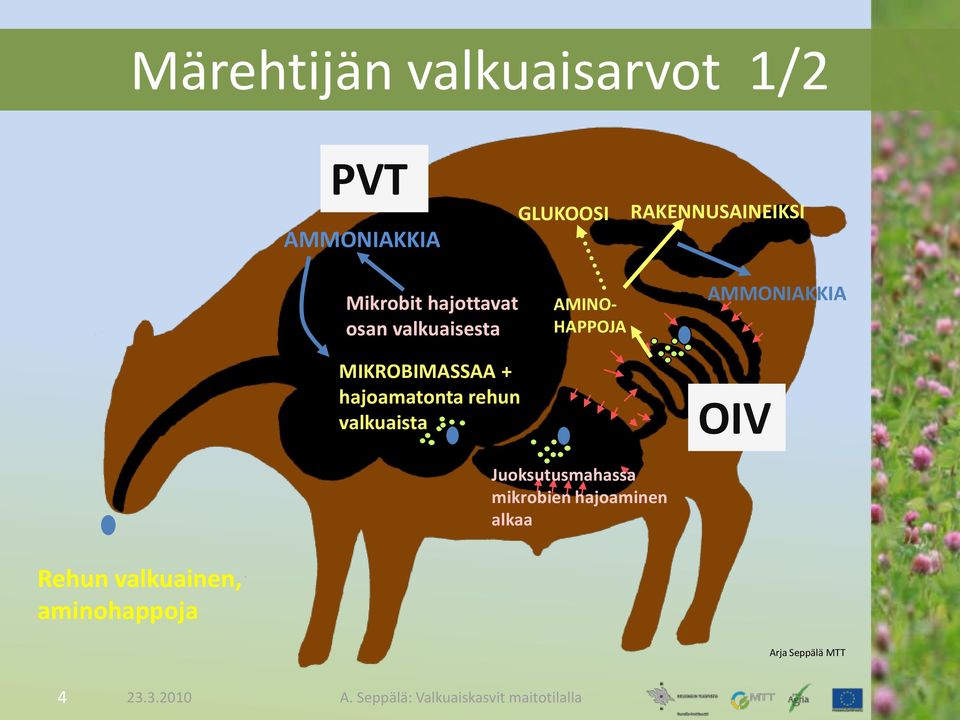 + hajoamatonta rehun valkuaista AMINO- HAPPOJA AMMONIAKKIA OIV