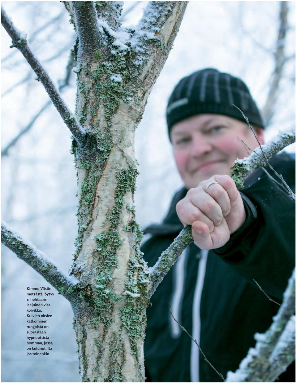 Kuivien oksien katkominen rungoista on