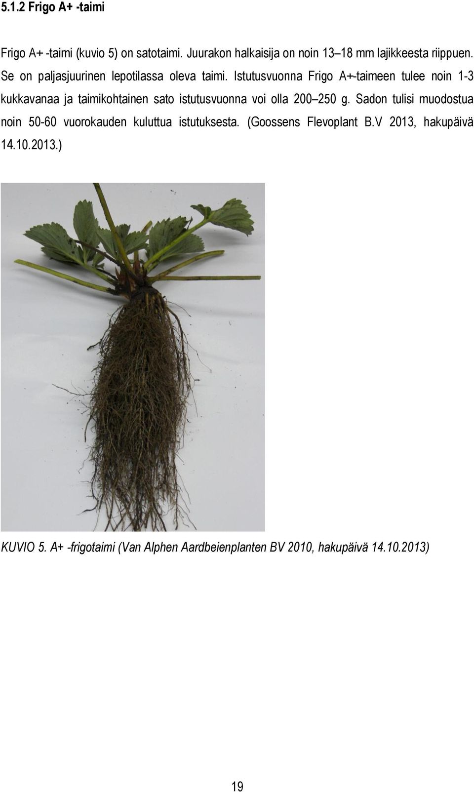 Istutusvuonna Frigo A+-taimeen tulee noin 1-3 kukkavanaa ja taimikohtainen sato istutusvuonna voi olla 200 250 g.