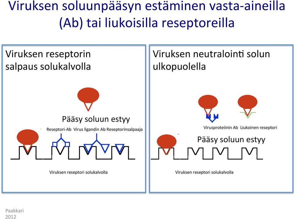 soluun estyy Reseptori- Ab Virus ligandin Ab Reseptorinsalpaaja Virusproteiinin Ab