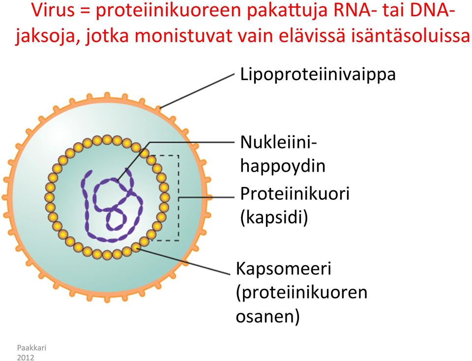 isäntäsoluissa Lipoproteiinivaippa Nukleiini-