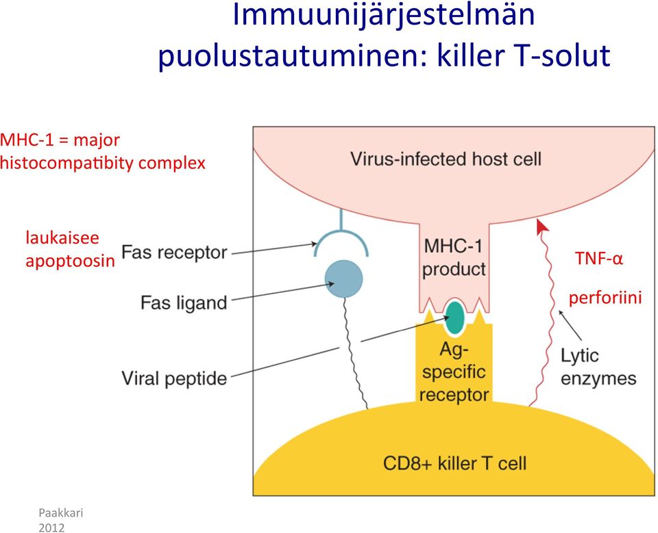 solut MHC- 1 = major