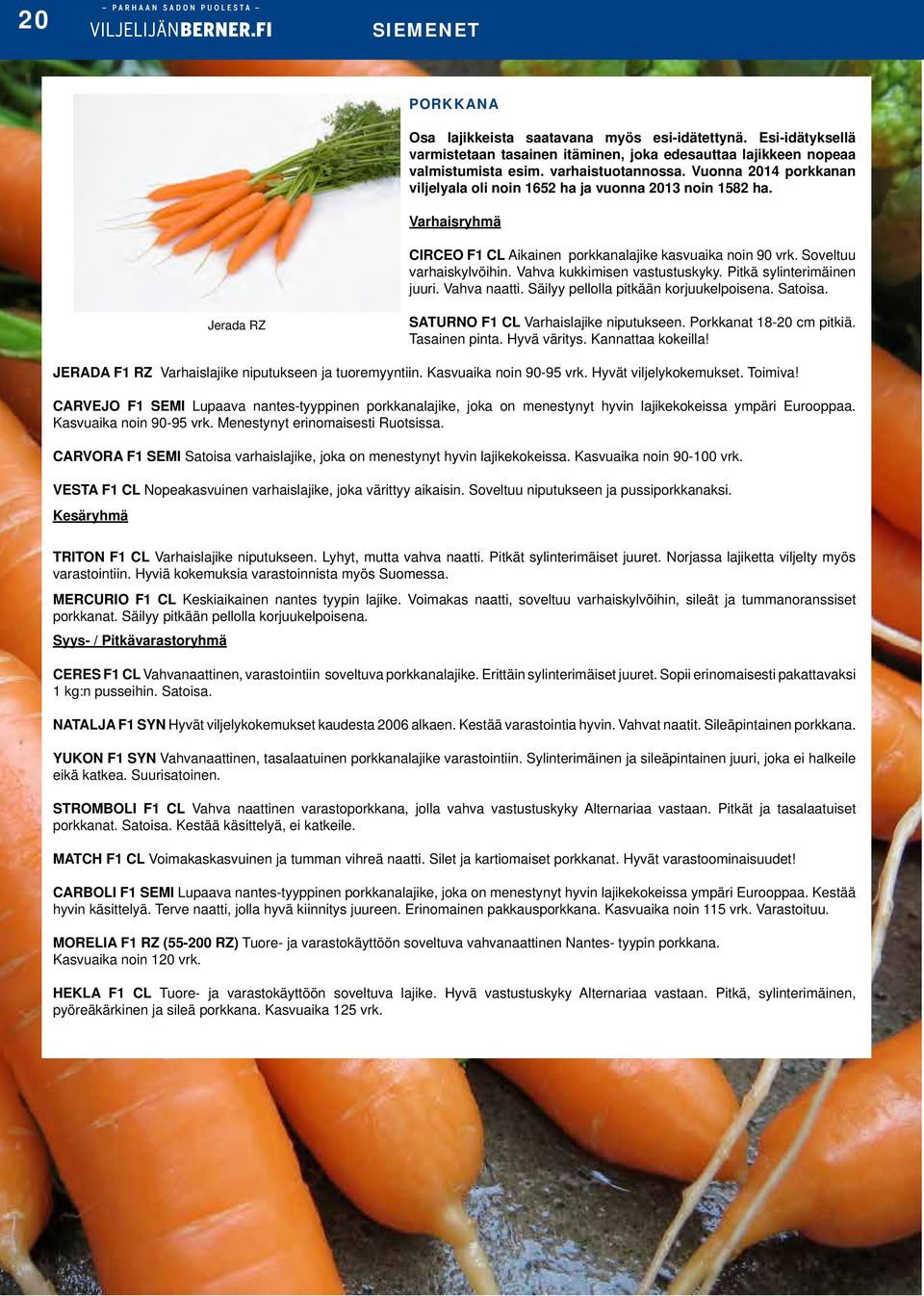 Vahva kukkimisen vastustuskyky. Pitkä sylinterimäinen juuri. Vahva naatti. Säilyy pellolla pitkään korjuukelpoisena. Satoisa. Jerada RZ SATURNO F1 CL Varhaislajike niputukseen.