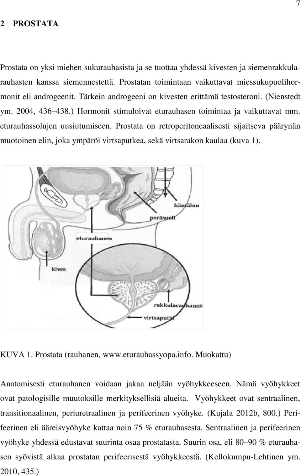 ) Hormonit stimuloivat eturauhasen toimintaa ja vaikuttavat mm. eturauhassolujen uusiutumiseen.