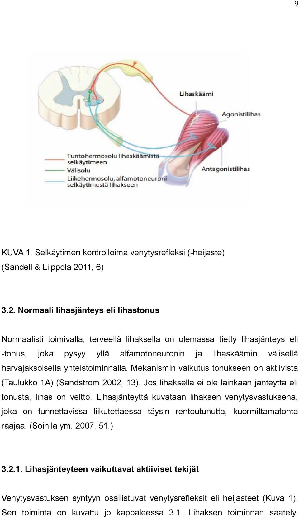 Normaali lihasjänteys eli lihastonus Normaalisti toimivalla, terveellä lihaksella on olemassa tietty lihasjänteys eli -tonus, joka pysyy yllä alfamotoneuronin ja lihaskäämin välisellä