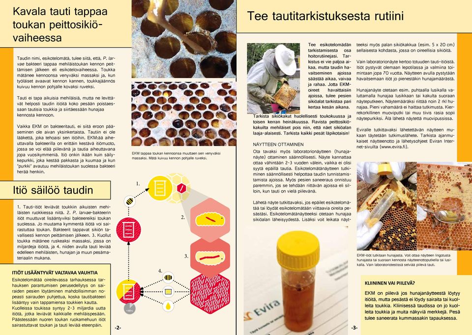 Tauti ei tapa aikuisia mehiläisiä, mutta ne levittävät helposti taudin itiöitä koko pesään poistaessaan tautisia toukkia ja siirtäessään hunajaa kennosta kennoon.