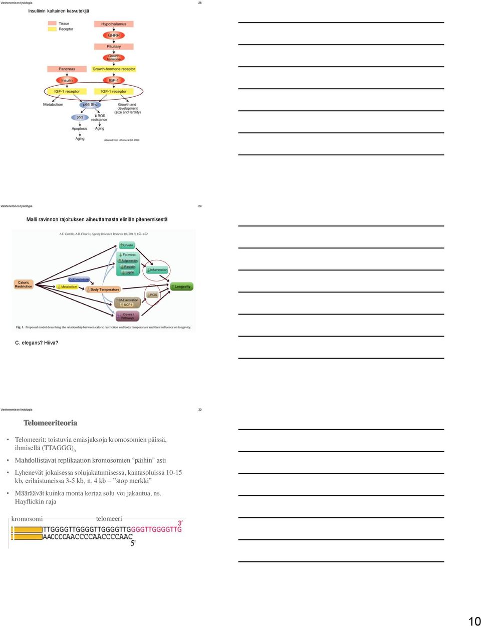 Vanhenemisen fysiologia 30 Telomeeriteoria Telomeerit: toistuvia emäsjaksoja kromosomien päissä, ihmisellä (TTAGGG) n Mahdollistavat