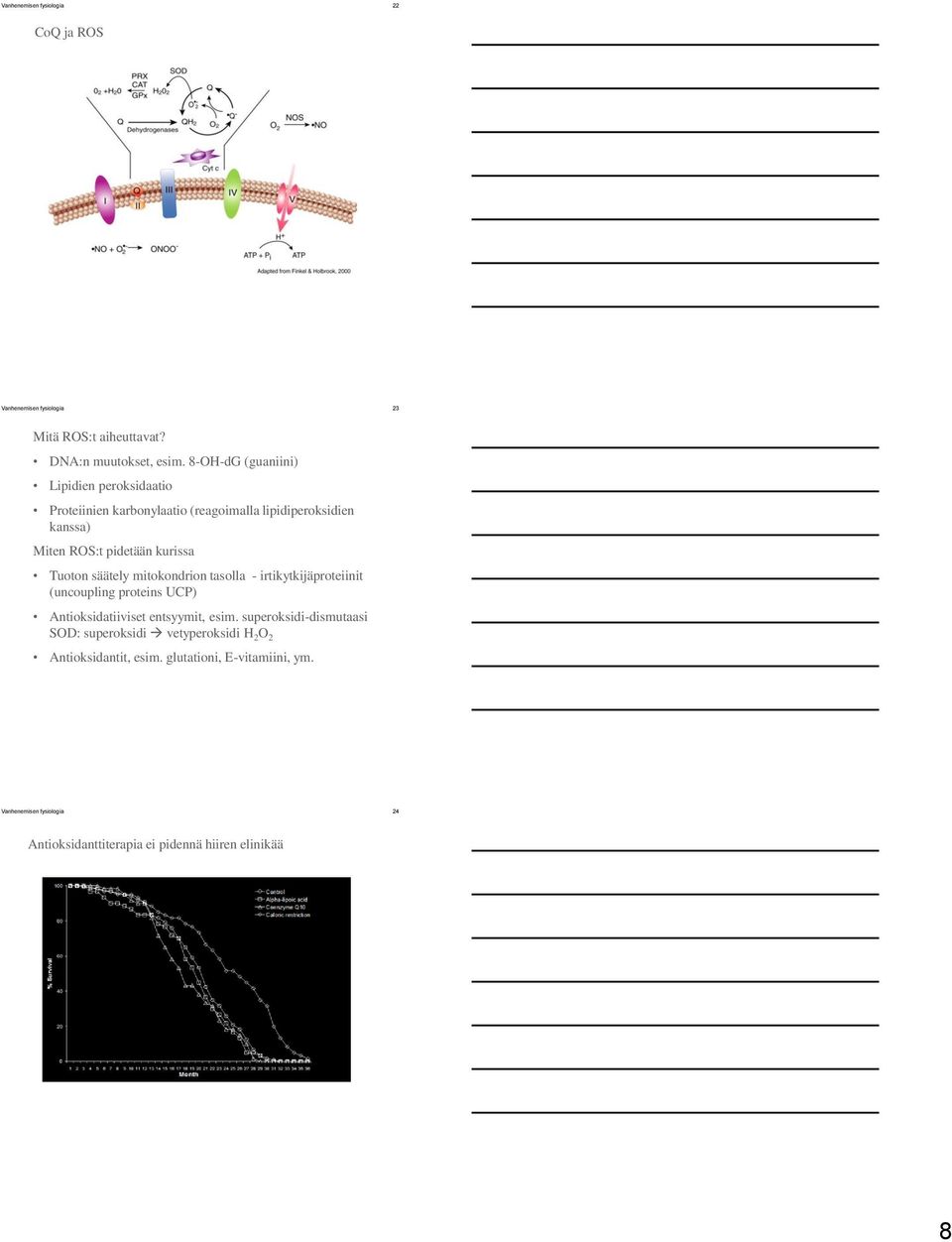 Tuoton säätely mitokondrion tasolla - irtikytkijäproteiinit (uncoupling proteins UCP) Antioksidatiiviset entsyymit, esim.