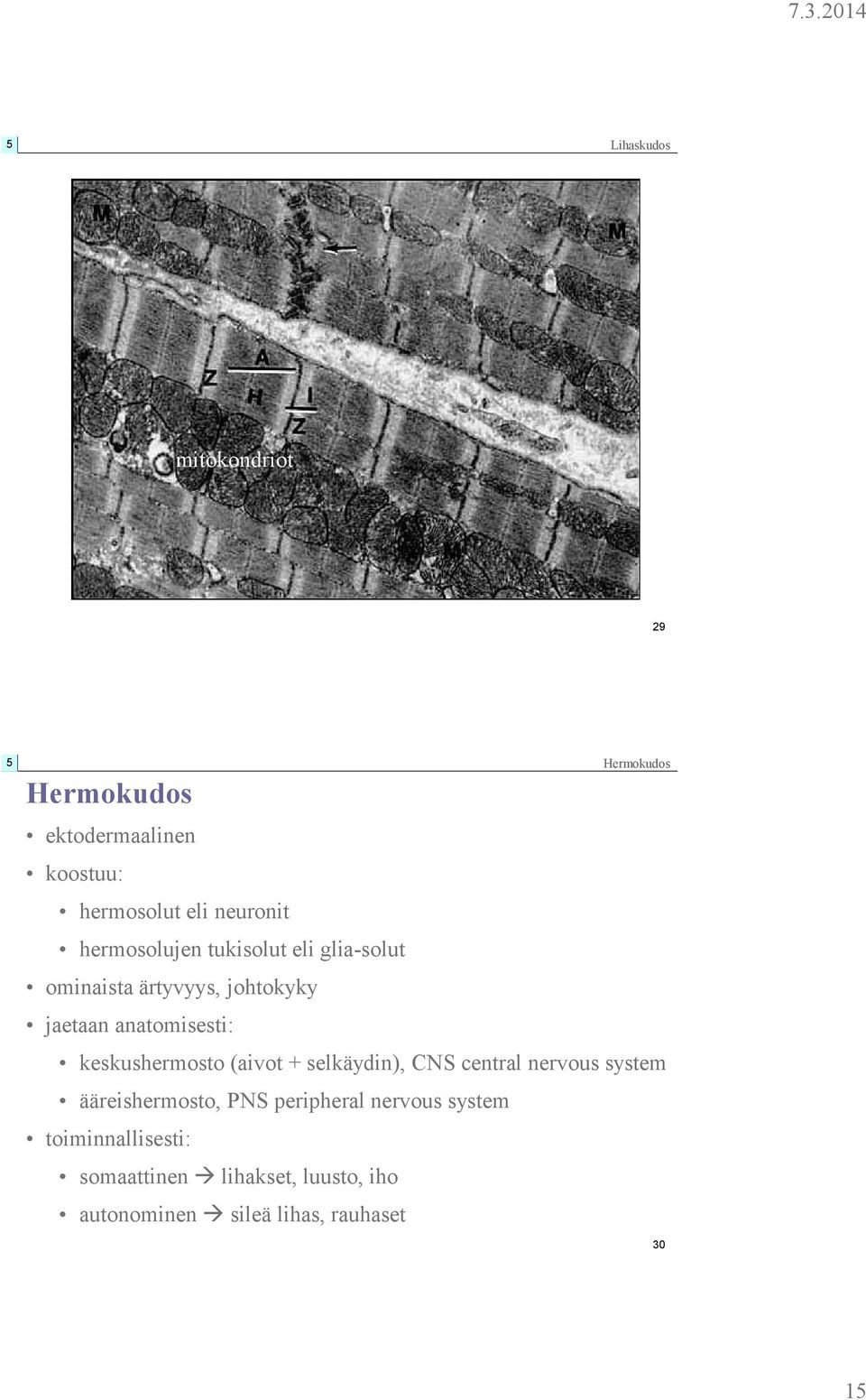 + selkäydin), CNS central nervous system ääreishermosto, PNS peripheral nervous system