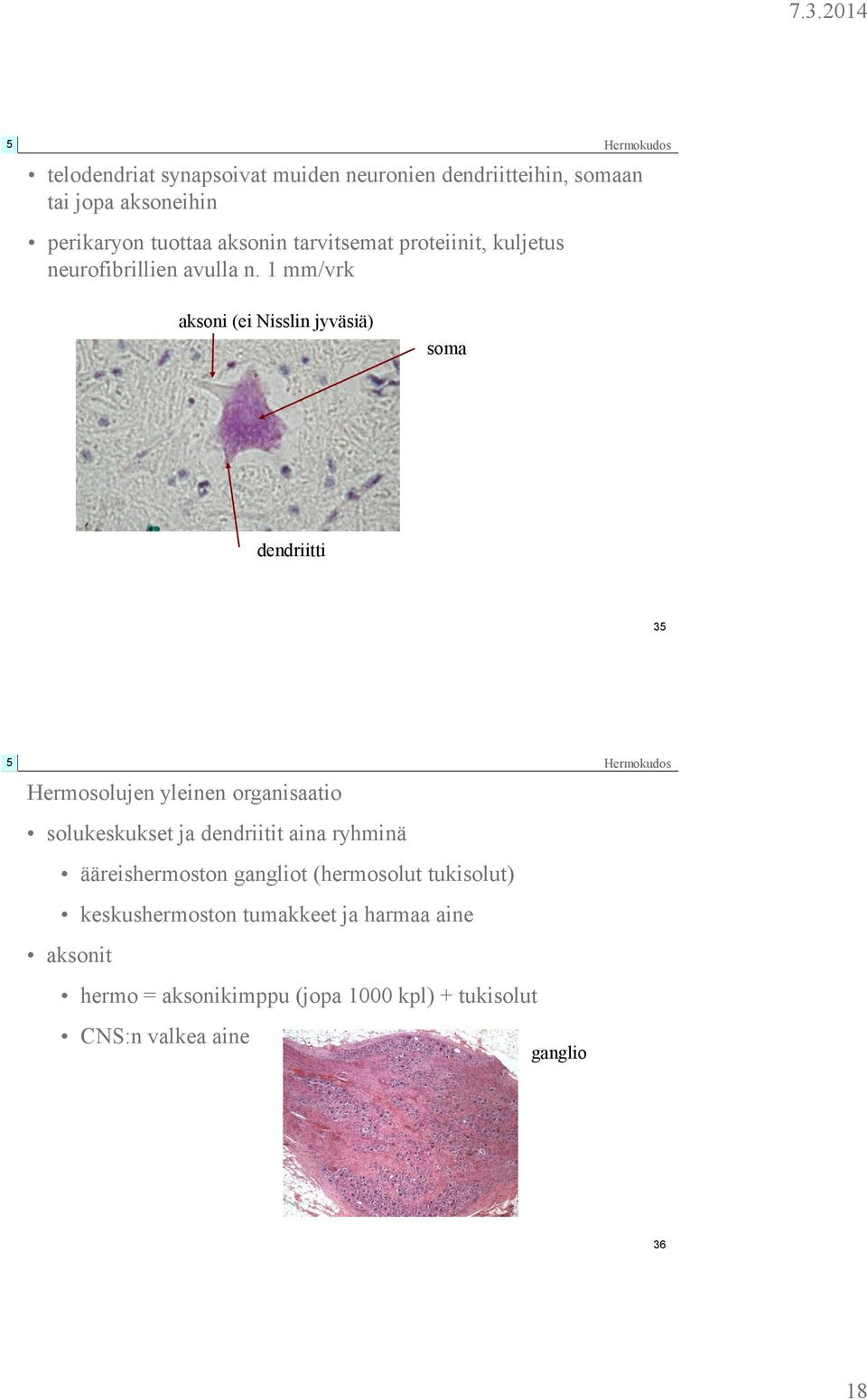 1 mm/vrk aksoni (ei Nisslin jyväsiä) soma dendriitti 3 Hermosolujen yleinen organisaatio solukeskukset ja dendriitit