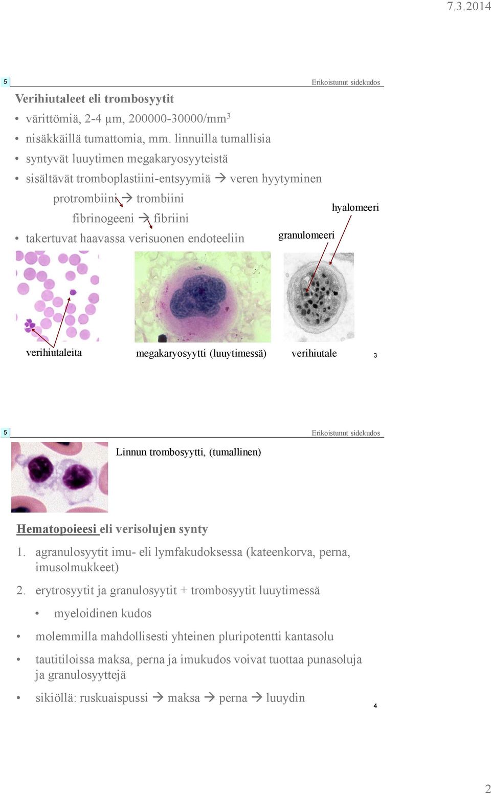 endoteeliin granulomeeri Erikoistunut sidekudos hyalomeeri verihiutaleita megakaryosyytti (luuytimessä) verihiutale 3 Erikoistunut sidekudos Linnun trombosyytti, (tumallinen) Hematopoieesi eli