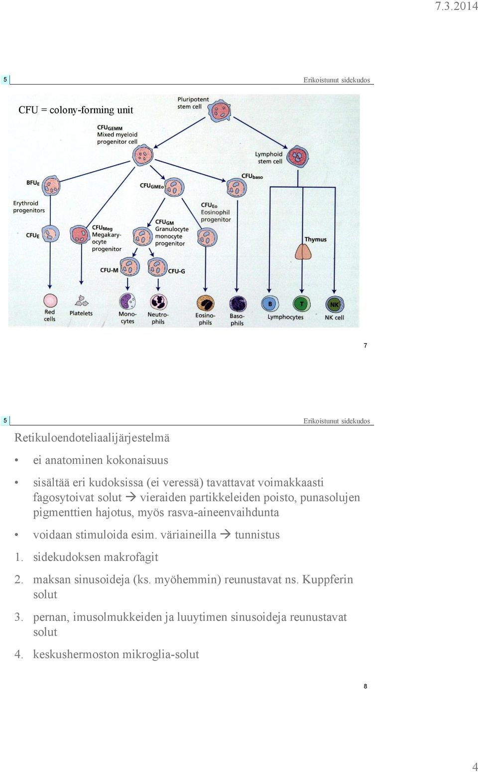 hajotus, myös rasva-aineenvaihdunta voidaan stimuloida esim. väriaineilla tunnistus 1. sidekudoksen makrofagit 2. maksan sinusoideja (ks.