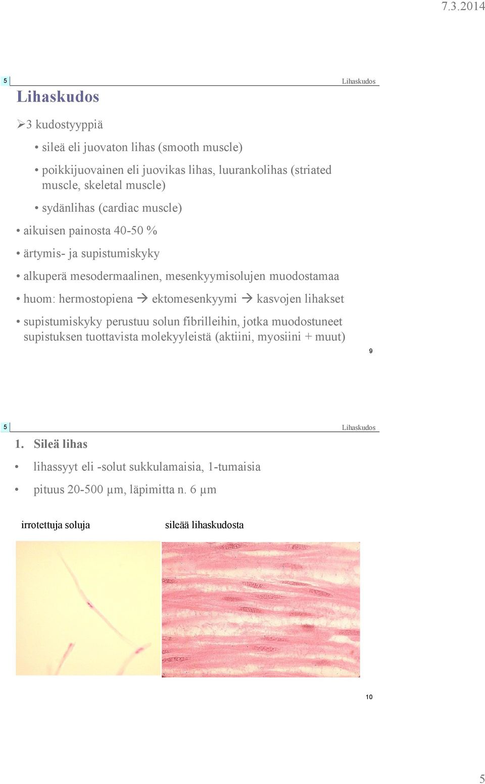 hermostopiena ektomesenkyymi kasvojen lihakset supistumiskyky perustuu solun fibrilleihin, jotka muodostuneet supistuksen tuottavista molekyyleistä