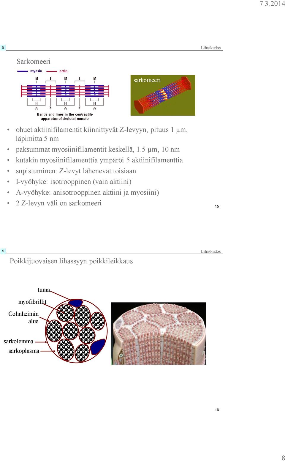 µm, 10 nm kutakin myosiinifilamenttia ympäröi aktiinifilamenttia supistuminen: Z-levyt lähenevät toisiaan