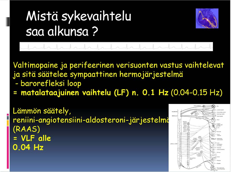 säätelee sympaattinen hermojärjestelmä - barorefleksi loop =