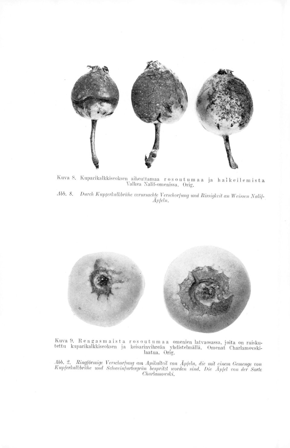 Omenat Charlamovskilaatua. Orfg. Abb. 2.