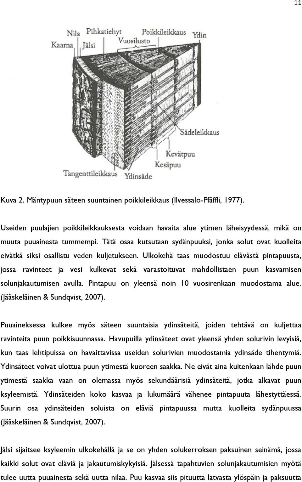 Ulkokehä taas muodostuu elävästä pintapuusta, jossa ravinteet ja vesi kulkevat sekä varastoituvat mahdollistaen puun kasvamisen solunjakautumisen avulla.