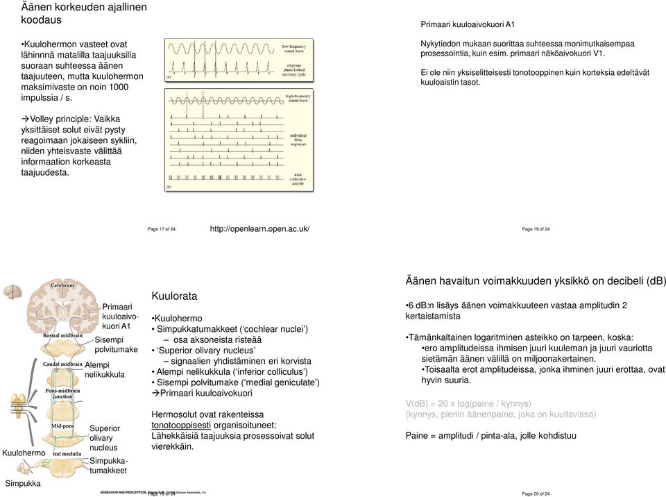 Ei ole niin yksiselitteisesti tonotooppinen kuin korteksia edeltävät kuuloaistin tasot.