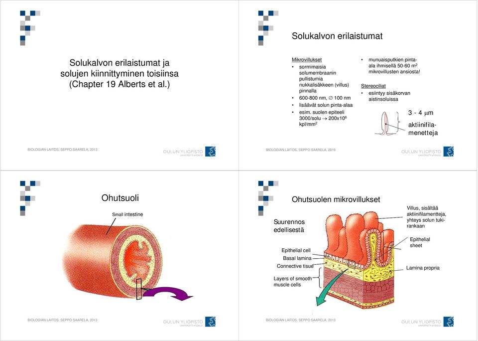 suolen epiteeli 3000/solu 200x10 6 kpl/mm 2 munuaisputkien pintaala ihmisellä 50-60 m 2 mikrovillusten ansiosta!