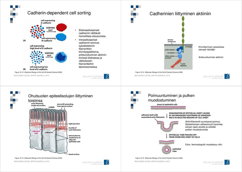 Figure 19-13 Molecular Biology of the Cell ( Garland Science 2008) Figure 19-14 Molecular Biology of the Cell ( Garland Science 2008) Ohutsuolen epiteelisolujen liittyminen toisiinsa Poimuuntuminen