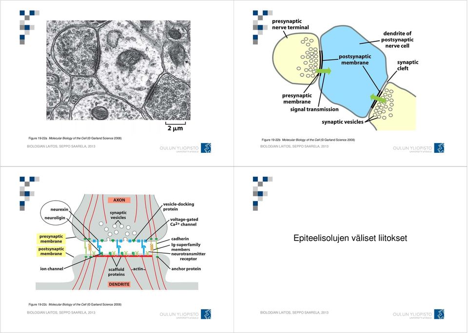 Garland Science 2008) Epiteelisolujen väliset liitokset