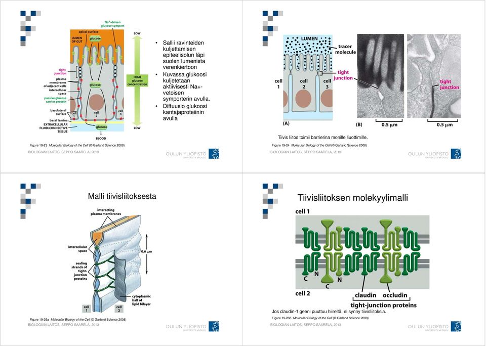 Figure 19-23 Molecular Biology of the Cell ( Garland Science 2008) Figure 19-24 Molecular Biology of the Cell ( Garland Science 2008) Malli tiivisliitoksesta