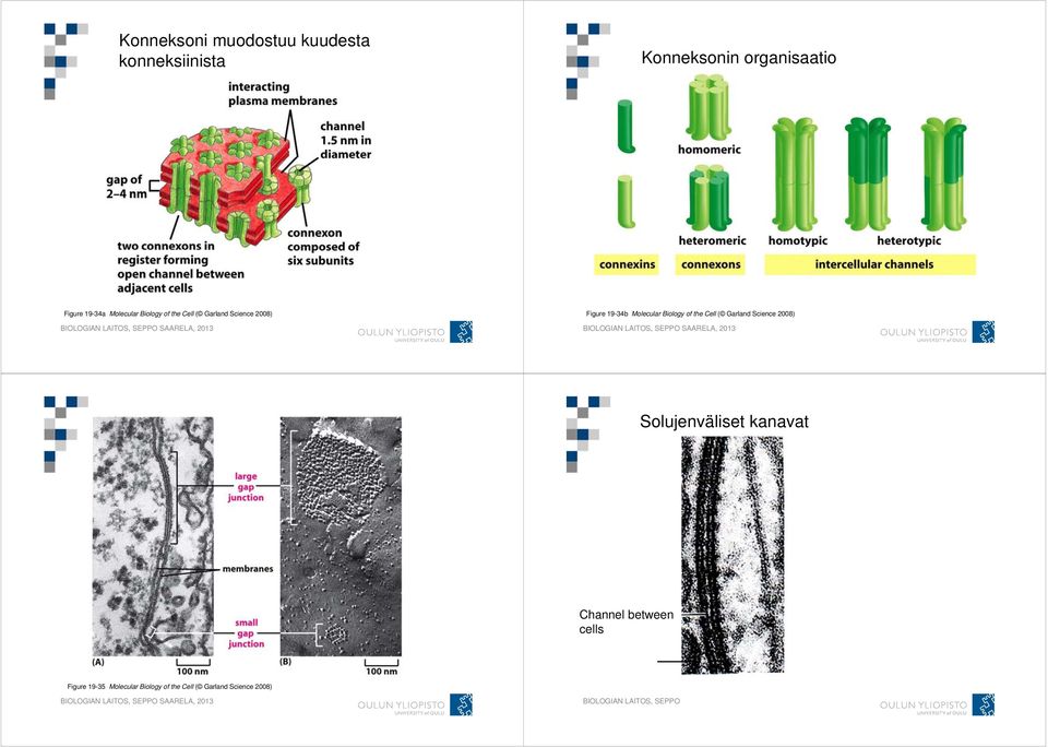 Molecular Biology of the Cell ( Garland Science 2008) Solujenväliset kanavat