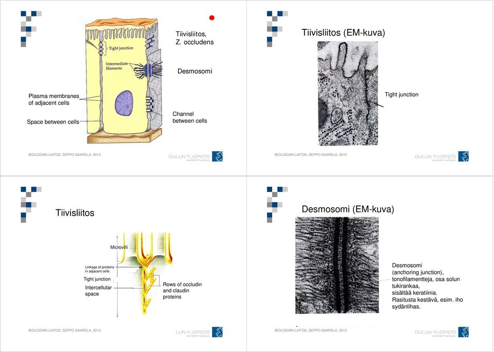 cells Channel between cells Tiivisliitos Desmosomi (EM-kuva) Microvilli Linkage of proteins in adjacent cells