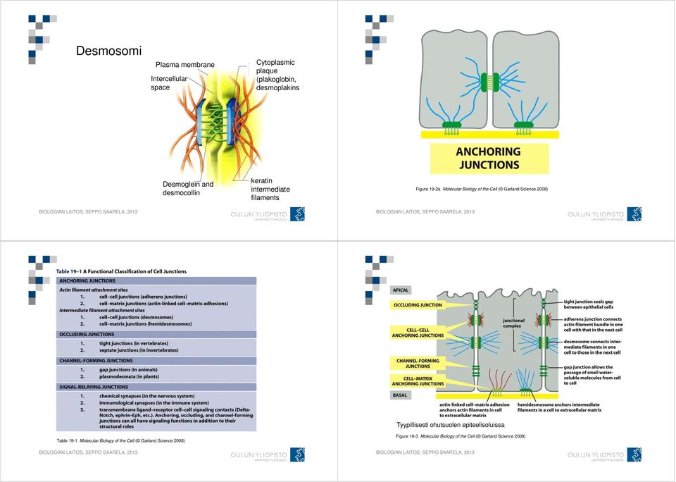 Cell ( Garland Science 2008) Tyypillisesti ohutsuolen epiteelisoluissa Table 19-1 Molecular