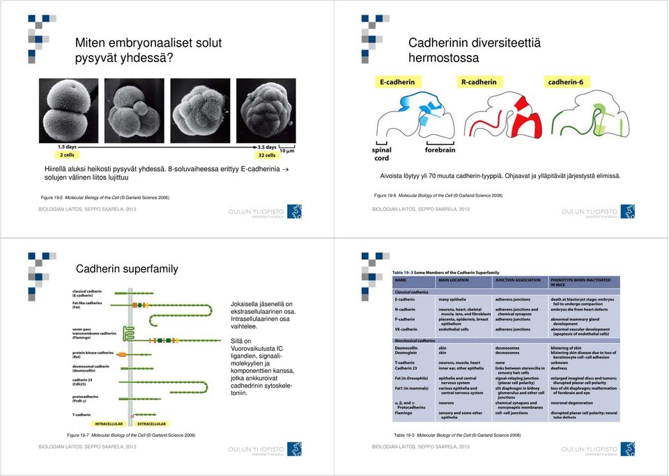 Figure 19-5 Molecular Biology of the Cell ( Garland Science 2008) Figure 19-6 Molecular Biology of the Cell ( Garland Science 2008) Cadherin superfamily Jokaisella jäsenellä on