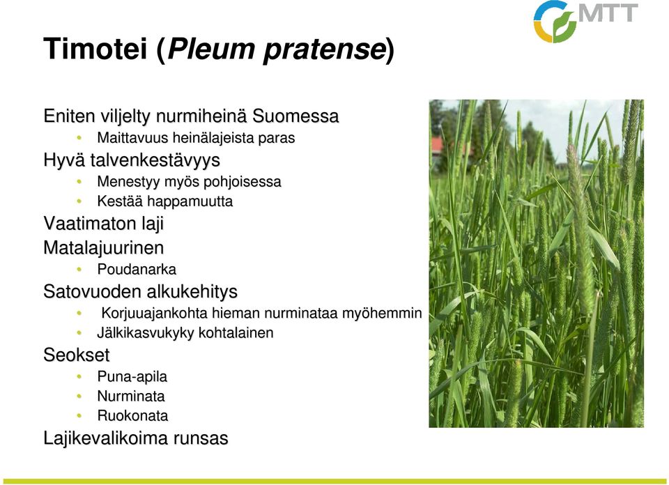 Matalajuurinen Poudanarka Satovuoden alkukehitys Korjuuajankohta hieman nurminataa