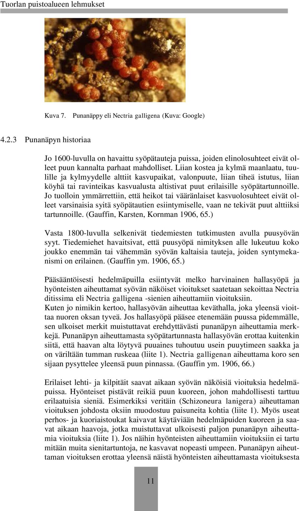 Jo tuolloin ymmärrettiin, että heikot tai vääränlaiset kasvuolosuhteet eivät olleet varsinaisia syitä syöpätautien esiintymiselle, vaan ne tekivät puut alttiiksi tartunnoille.