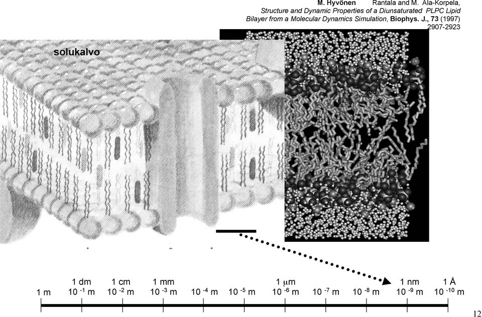 Bilayer from a Molecular Dynamics Simulation, Biophys. J.