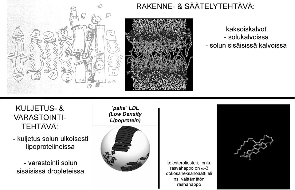 lipoproteiineissa paha LDL (Low Density Lipoprotein) - varastointi solun sisäisissä