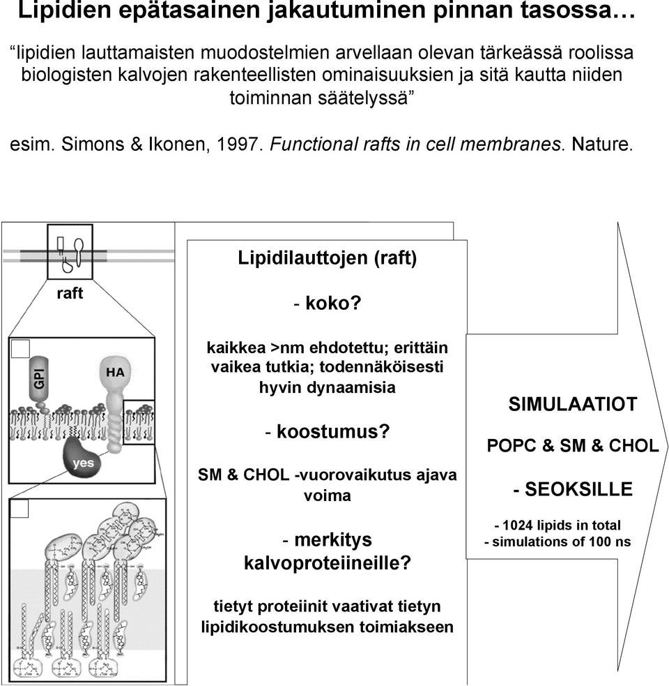 Lipidilauttojen (raft) raft - koko? kaikkea >nm ehdotettu; erittäin vaikea tutkia; todennäköisesti hyvin dynaamisia - koostumus?