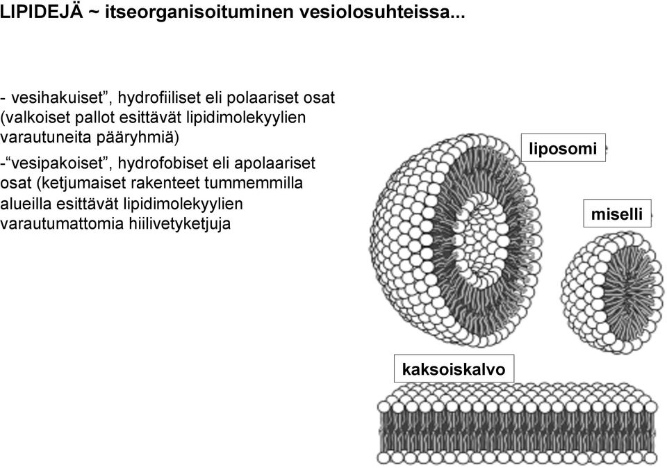 lipidimolekyylien varautuneita pääryhmiä) - vesipakoiset, hydrofobiset eli apolaariset