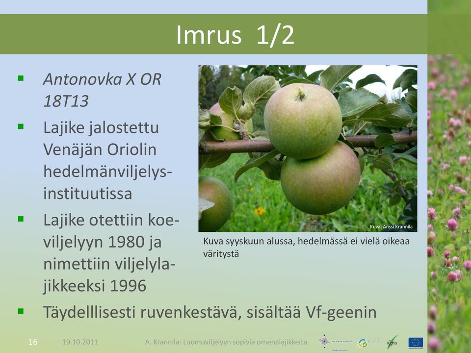 nimettiin viljelylajikkeeksi 1996 Kuva syyskuun alussa, hedelmässä ei