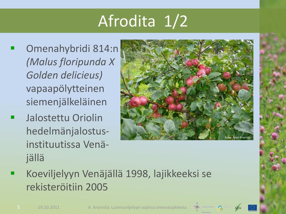 Oriolin hedelmänjalostusinstituutissa Venäjällä