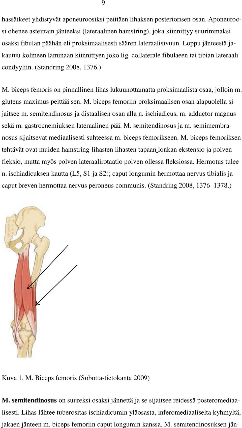 Loppu jänteestä jakautuu kolmeen laminaan kiinnittyen joko lig. collaterale fibulaeen tai tibian lateraali condyyliin. (Standring 2008, 1376.) M.