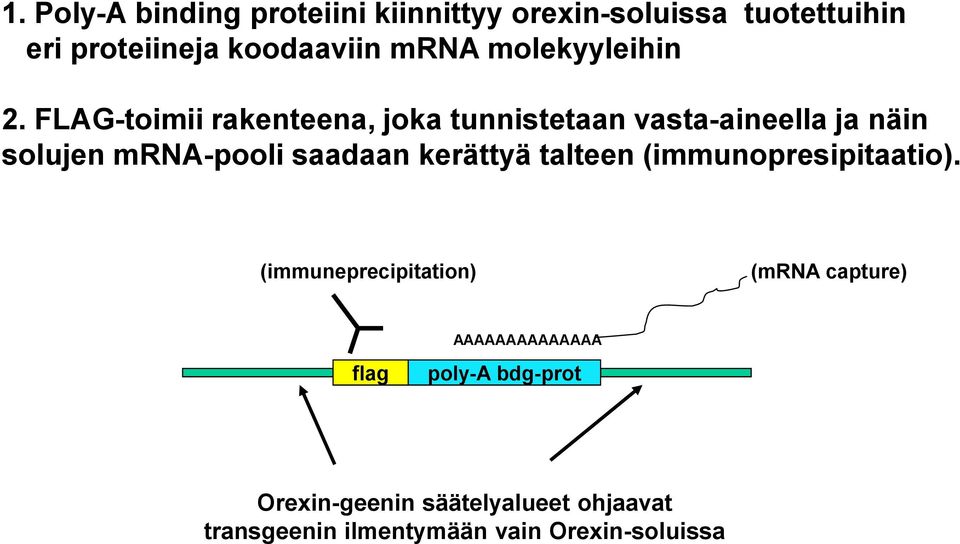 FLAG-toimii rakenteena, joka tunnistetaan vasta-aineella ja näin solujen mrna-pooli saadaan kerättyä