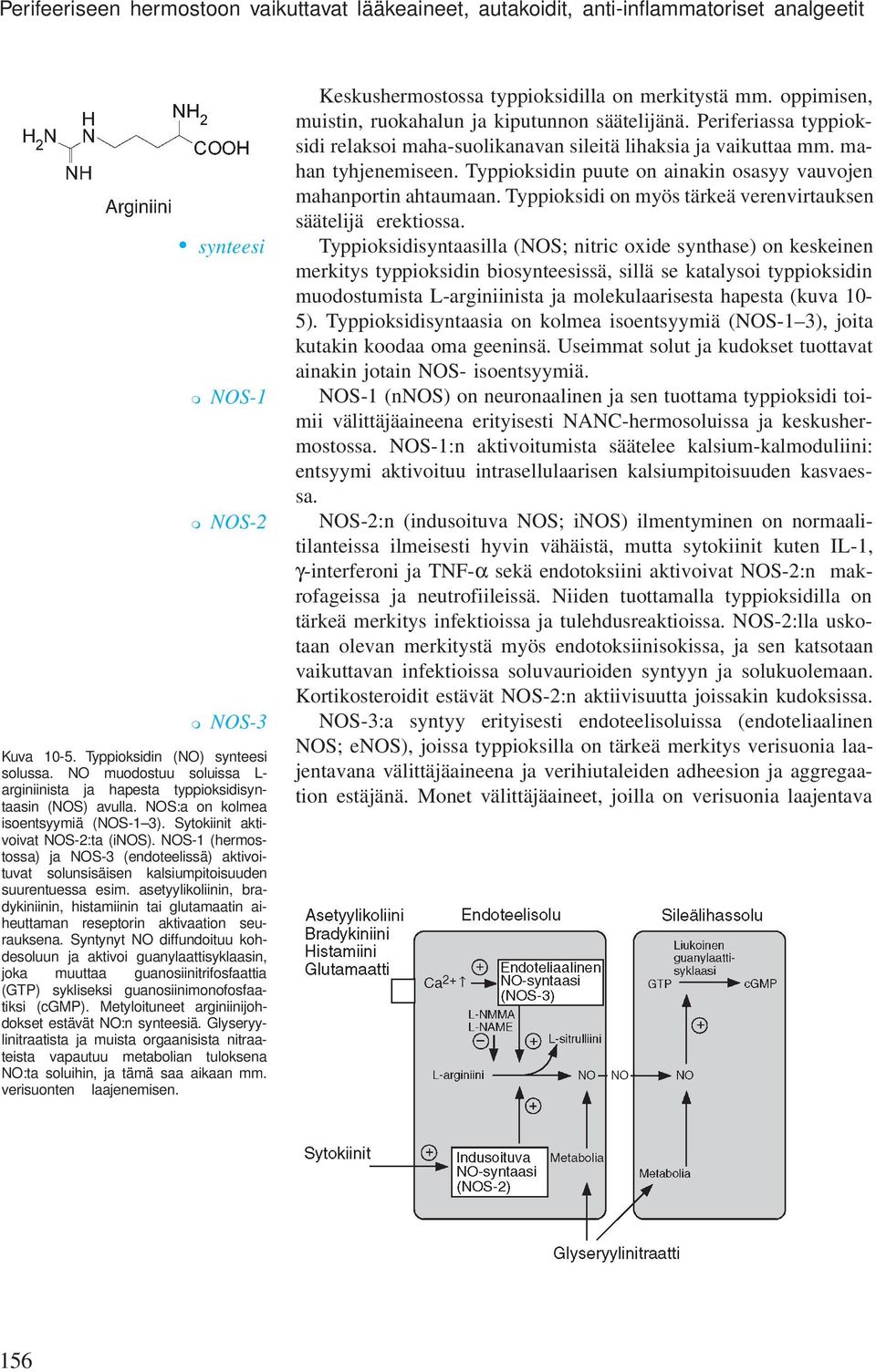 NOS-1 (hermostossa) ja NOS-3 (endoteelissä) aktivoituvat solunsisäisen kalsiumpitoisuuden suurentuessa esim.